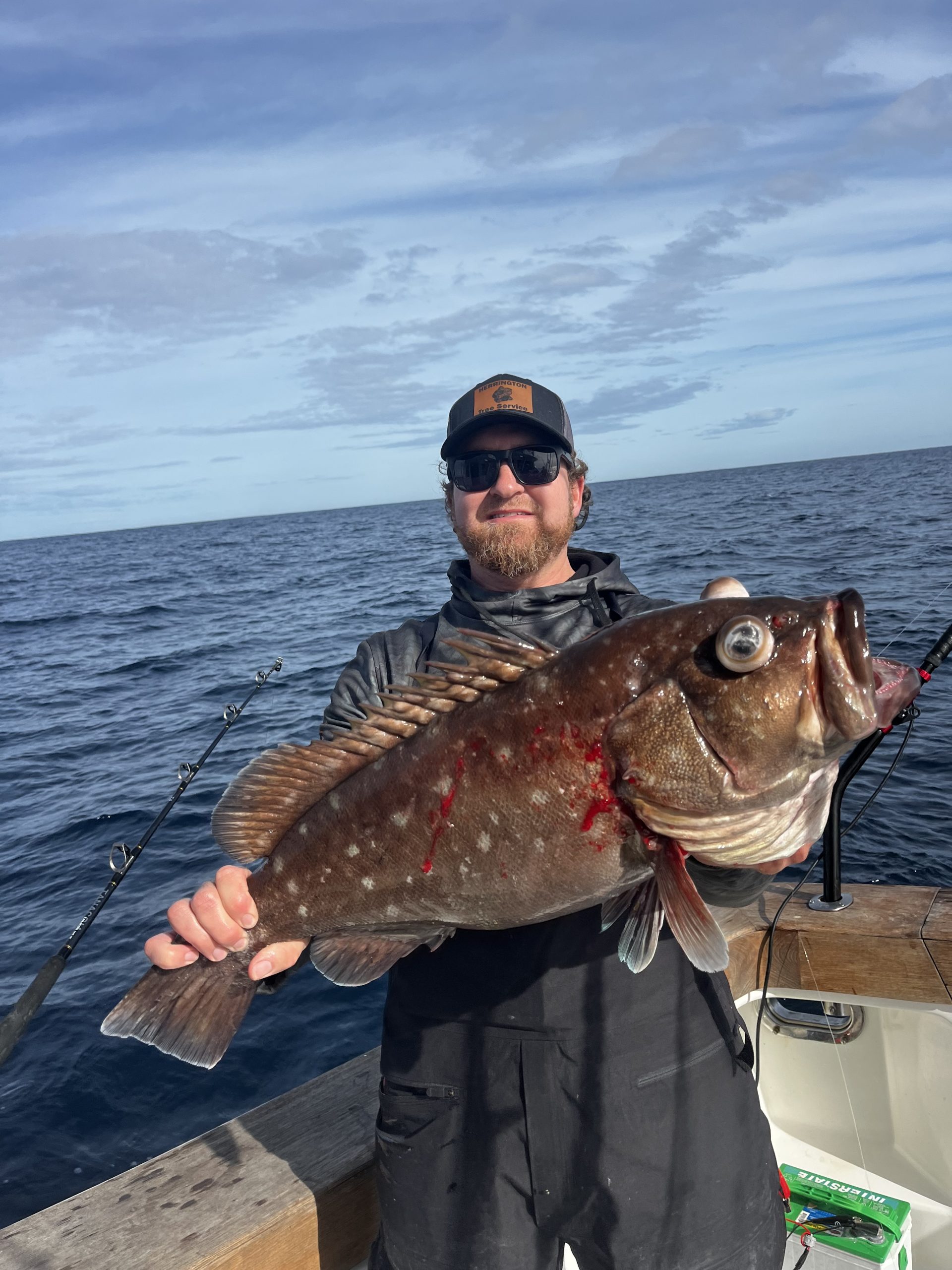Snowy grouper from 600' down